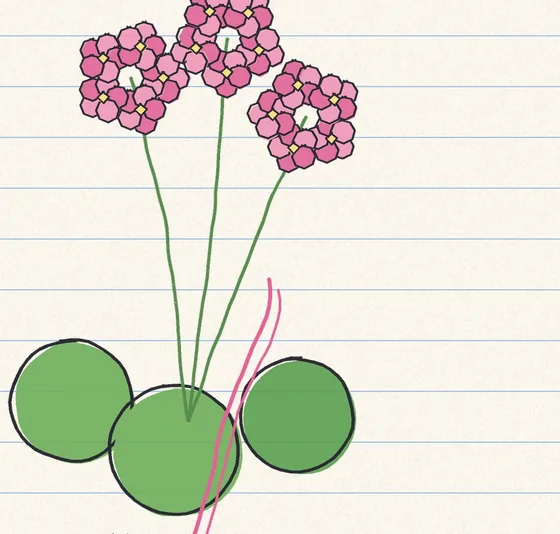 Lukisan geranium